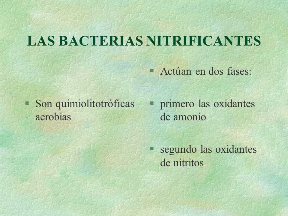 bacterias nitrificantes bacterias nitrificantes